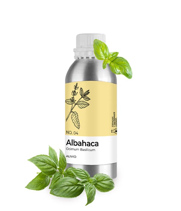 Albahaca