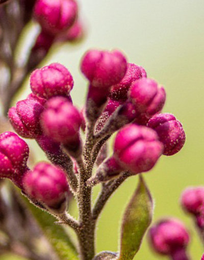 beneficios-de-la-encapsulacion-de-fragancias-en-la-perfumeria-2